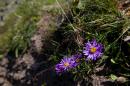 nature alpine 037 * 4368 x 2912 * (5.0MB)
